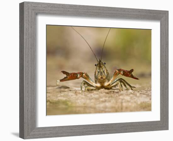 Crayfish (Cambarus Sp.) Defense Posture, Kendall Co., Texas, Usa-Larry Ditto-Framed Photographic Print