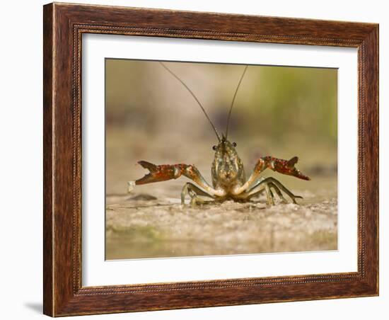 Crayfish (Cambarus Sp.) Defense Posture, Kendall Co., Texas, Usa-Larry Ditto-Framed Photographic Print