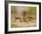 Crayfish (Cambarus Sp.) Defense Posture, Kendall Co., Texas, Usa-Larry Ditto-Framed Photographic Print