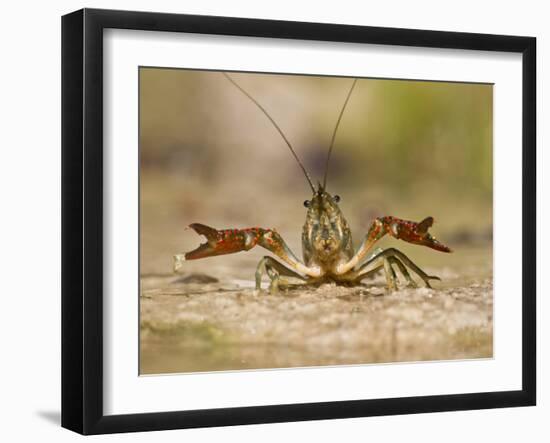 Crayfish (Cambarus Sp.) Defense Posture, Kendall Co., Texas, Usa-Larry Ditto-Framed Photographic Print