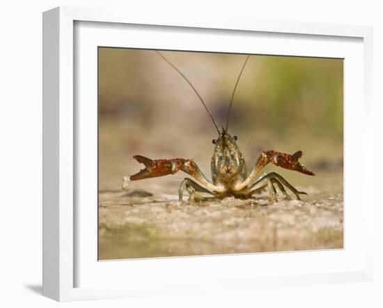 Crayfish (Cambarus Sp.) Defense Posture, Kendall Co., Texas, Usa-Larry Ditto-Framed Photographic Print