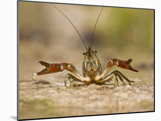 Crayfish (Cambarus Sp.) Defense Posture, Kendall Co., Texas, Usa-Larry Ditto-Mounted Photographic Print