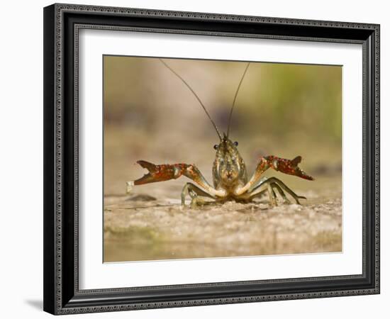 Crayfish (Cambarus Sp.) Defense Posture, Kendall Co., Texas, Usa-Larry Ditto-Framed Photographic Print