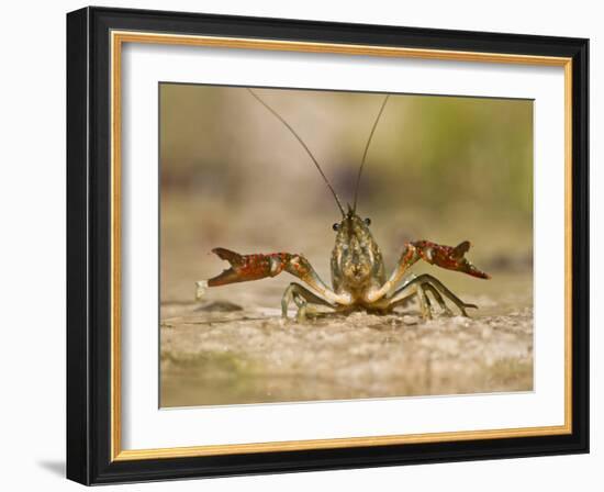 Crayfish (Cambarus Sp.) Defense Posture, Kendall Co., Texas, Usa-Larry Ditto-Framed Photographic Print