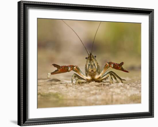 Crayfish (Cambarus Sp.) Defense Posture, Kendall Co., Texas, Usa-Larry Ditto-Framed Photographic Print