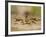 Crayfish (Cambarus Sp.) Defense Posture, Kendall Co., Texas, Usa-Larry Ditto-Framed Photographic Print