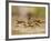 Crayfish (Cambarus Sp.) Defense Posture, Kendall Co., Texas, Usa-Larry Ditto-Framed Photographic Print