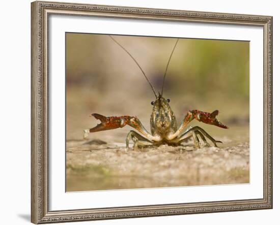 Crayfish (Cambarus Sp.) Defense Posture, Kendall Co., Texas, Usa-Larry Ditto-Framed Photographic Print