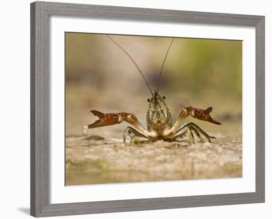 Crayfish (Cambarus Sp.) Defense Posture, Kendall Co., Texas, Usa-Larry Ditto-Framed Photographic Print