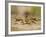 Crayfish (Cambarus Sp.) Defense Posture, Kendall Co., Texas, Usa-Larry Ditto-Framed Photographic Print