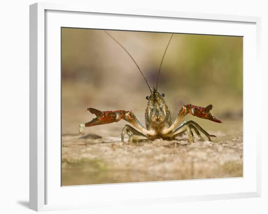 Crayfish (Cambarus Sp.) Defense Posture, Kendall Co., Texas, Usa-Larry Ditto-Framed Photographic Print