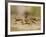 Crayfish (Cambarus Sp.) Defense Posture, Kendall Co., Texas, Usa-Larry Ditto-Framed Photographic Print