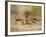 Crayfish (Cambarus Sp.) Defense Posture, Kendall Co., Texas, Usa-Larry Ditto-Framed Photographic Print