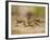 Crayfish (Cambarus Sp.) Defense Posture, Kendall Co., Texas, Usa-Larry Ditto-Framed Photographic Print