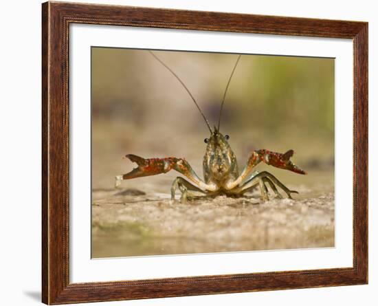 Crayfish (Cambarus Sp.) Defense Posture, Kendall Co., Texas, Usa-Larry Ditto-Framed Photographic Print