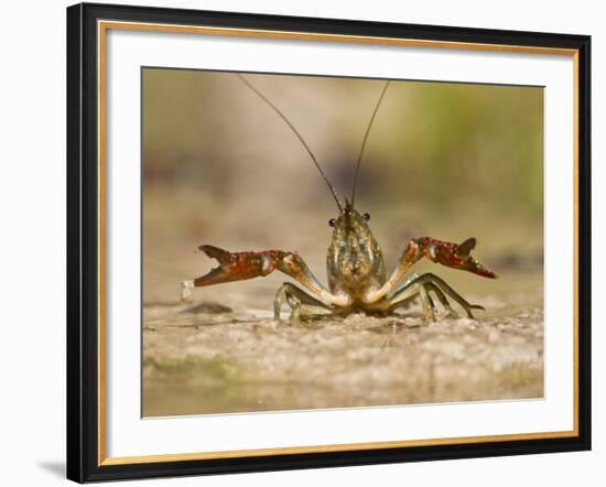 Crayfish (Cambarus Sp.) Defense Posture, Kendall Co., Texas, Usa-Larry Ditto-Framed Photographic Print