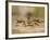 Crayfish (Cambarus Sp.) Defense Posture, Kendall Co., Texas, Usa-Larry Ditto-Framed Photographic Print