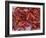 Crayfish in Bergen's Fish Market, Norway-Russell Young-Framed Photographic Print