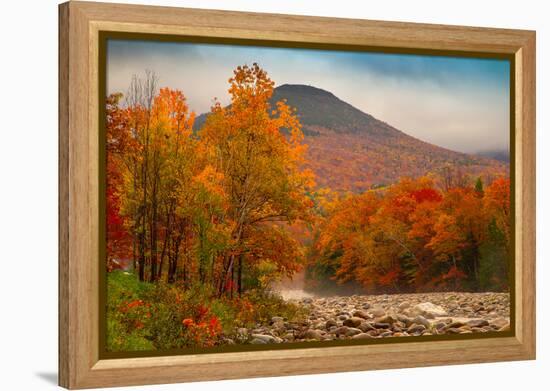 Crazy Autumn Color, White Mountains New Hampshire New England-Vincent James-Framed Premier Image Canvas
