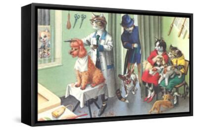 crazy cat dog grooming