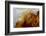 Crazy Lace Agate from Mexico-Darrell Gulin-Framed Photographic Print