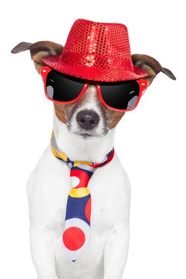 Crazy Silly Funny Dog Hat Glasses Tie Photographic Print by Javier ...