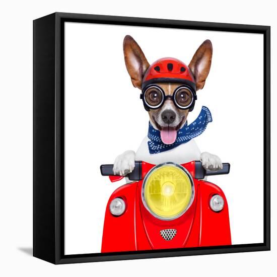 Crazy Silly Motorbike Dog-Javier Brosch-Framed Premier Image Canvas