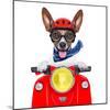 Crazy Silly Motorbike Dog-Javier Brosch-Mounted Photographic Print