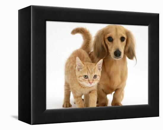 Cream Kitten with Cream Dapple Dachshund Puppy-Jane Burton-Framed Premier Image Canvas