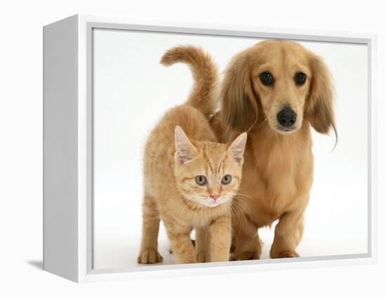 Cream Kitten with Cream Dapple Dachshund Puppy-Jane Burton-Framed Premier Image Canvas