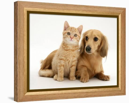 Cream Kitten with Cream Dapple Dachshund Puppy-Jane Burton-Framed Premier Image Canvas