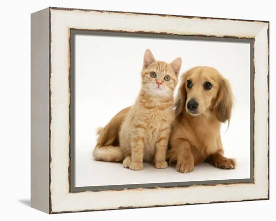 Cream Kitten with Cream Dapple Dachshund Puppy-Jane Burton-Framed Premier Image Canvas