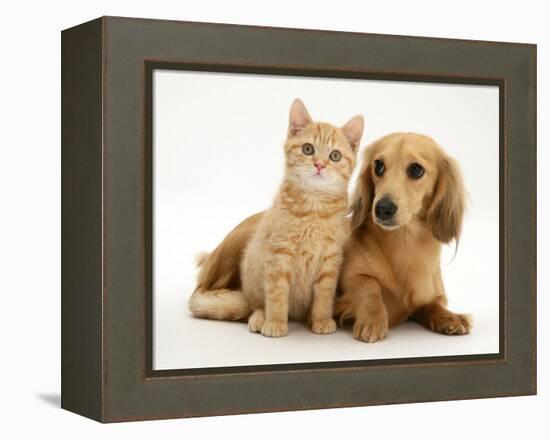 Cream Kitten with Cream Dapple Dachshund Puppy-Jane Burton-Framed Premier Image Canvas