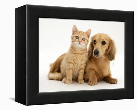 Cream Kitten with Cream Dapple Dachshund Puppy-Jane Burton-Framed Premier Image Canvas