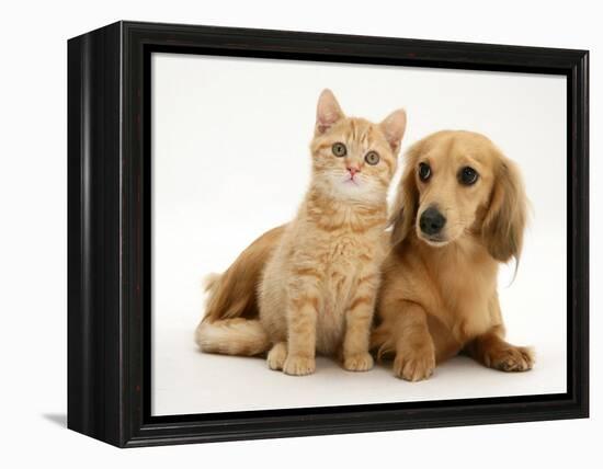 Cream Kitten with Cream Dapple Dachshund Puppy-Jane Burton-Framed Premier Image Canvas