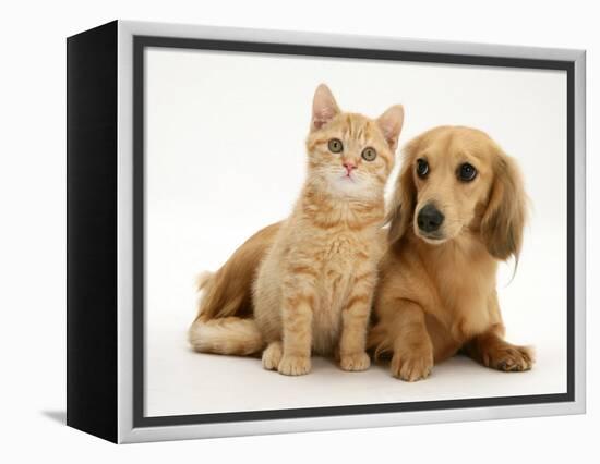 Cream Kitten with Cream Dapple Dachshund Puppy-Jane Burton-Framed Premier Image Canvas