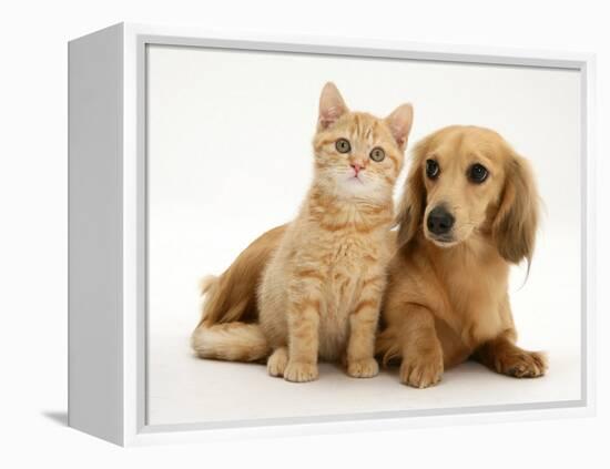 Cream Kitten with Cream Dapple Dachshund Puppy-Jane Burton-Framed Premier Image Canvas