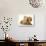 Cream Kitten with Cream Dapple Dachshund Puppy-Jane Burton-Photographic Print displayed on a wall