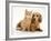 Cream Kitten with Cream Dapple Dachshund Puppy-Jane Burton-Framed Photographic Print