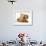 Cream Kitten with Cream Dapple Dachshund Puppy-Jane Burton-Framed Photographic Print displayed on a wall
