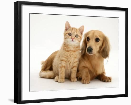 Cream Kitten with Cream Dapple Dachshund Puppy-Jane Burton-Framed Photographic Print