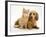 Cream Kitten with Cream Dapple Dachshund Puppy-Jane Burton-Framed Photographic Print