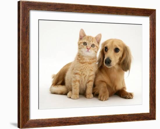 Cream Kitten with Cream Dapple Dachshund Puppy-Jane Burton-Framed Photographic Print