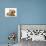 Cream Kitten with Cream Dapple Dachshund Puppy-Jane Burton-Photographic Print displayed on a wall