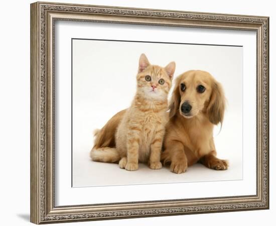 Cream Kitten with Cream Dapple Dachshund Puppy-Jane Burton-Framed Photographic Print