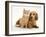 Cream Kitten with Cream Dapple Dachshund Puppy-Jane Burton-Framed Photographic Print