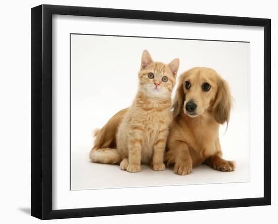 Cream Kitten with Cream Dapple Dachshund Puppy-Jane Burton-Framed Photographic Print