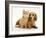 Cream Kitten with Cream Dapple Dachshund Puppy-Jane Burton-Framed Photographic Print