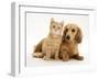 Cream Kitten with Cream Dapple Dachshund Puppy-Jane Burton-Framed Photographic Print