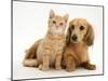 Cream Kitten with Cream Dapple Dachshund Puppy-Jane Burton-Mounted Photographic Print